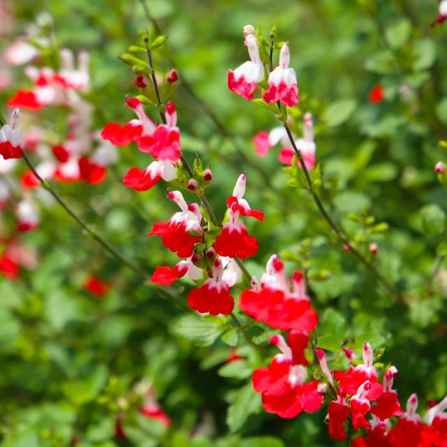 Sauge arbustive 'Hot Lips' (Bowonpat / stock.adobe.com)