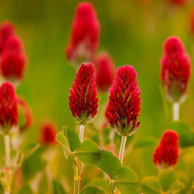 Trèfle incarnat - engrais vert (Couleur / pixabay.com)