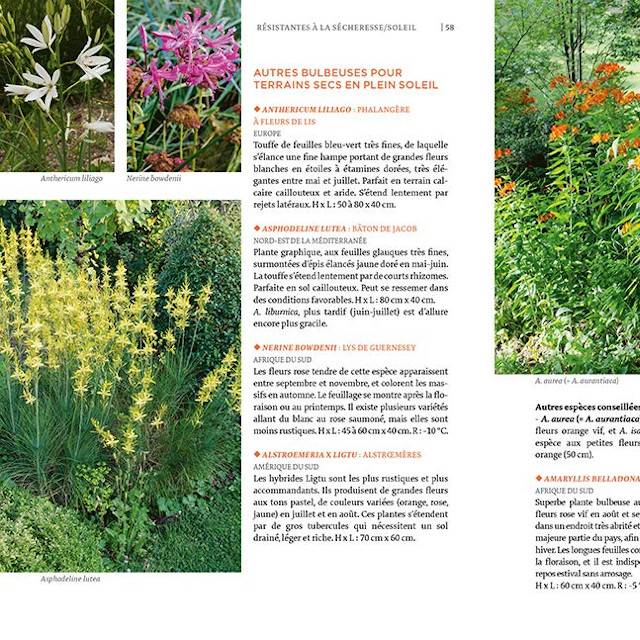 Toutes les plantes supportant la sécheresse (zoom page intérieure) (D.R. / Ulmer)