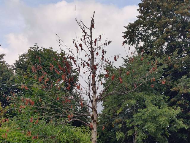 Arbre totalement déplumé - été 2025