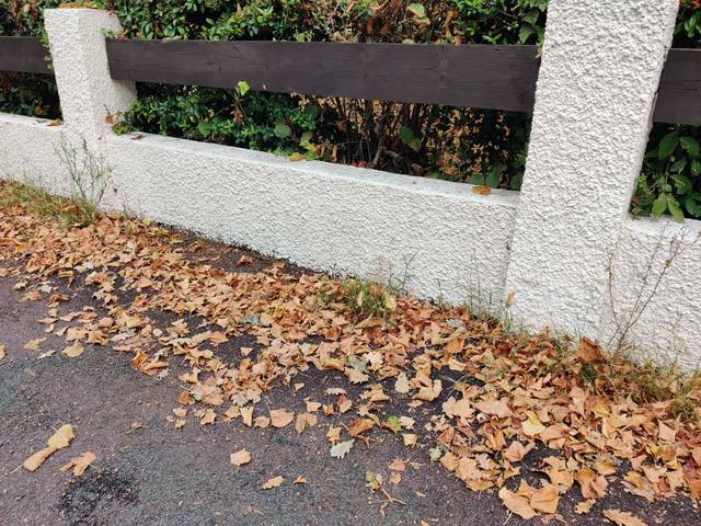 Chute de feuilles en plein été