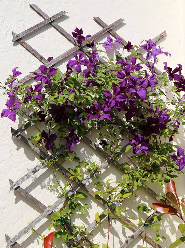 Clematis viticella 'Etoile Violette' grimpant sur un treillis