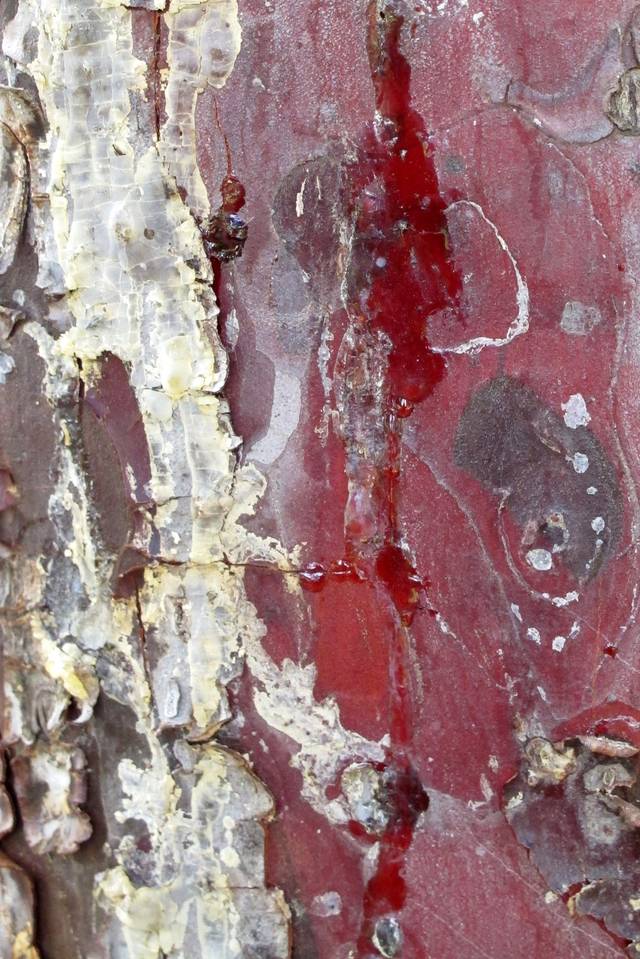 Détail de l'écorce du cyprès glabre = Cupressus arizonica var. glabra