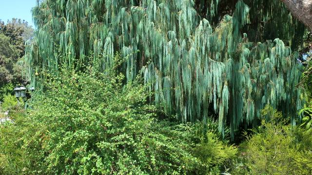 Feuillage retombant du Cupressus cashmeriana