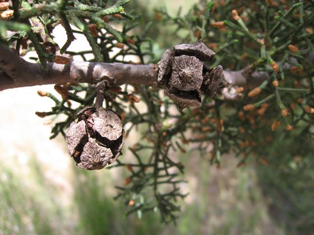 Cupressus glabra, feuillage et fruits