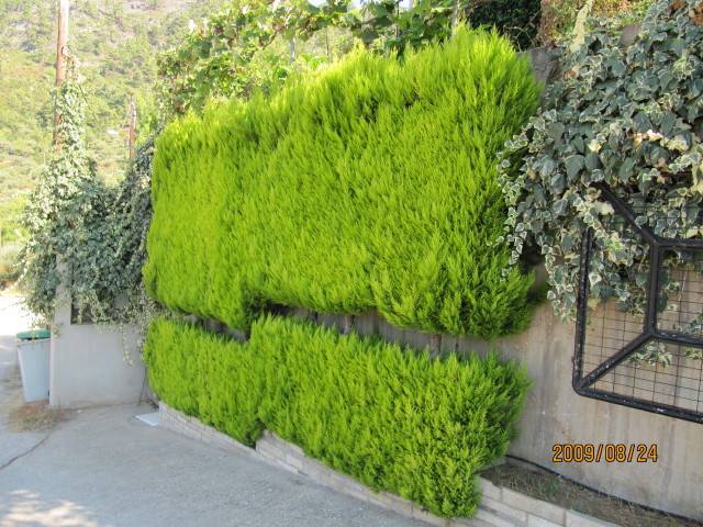 Haie taillée de Cupressus macrocarpa 'Aurea'