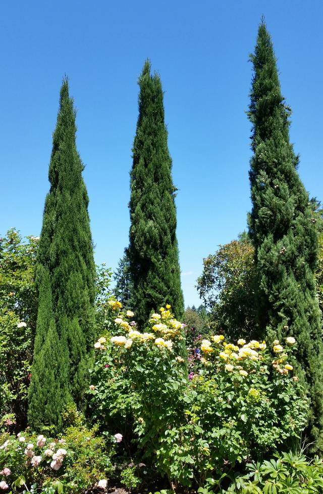 Cyprès commun ou cyprès d'Italie (Cupressus sempervirens 'Stricta')