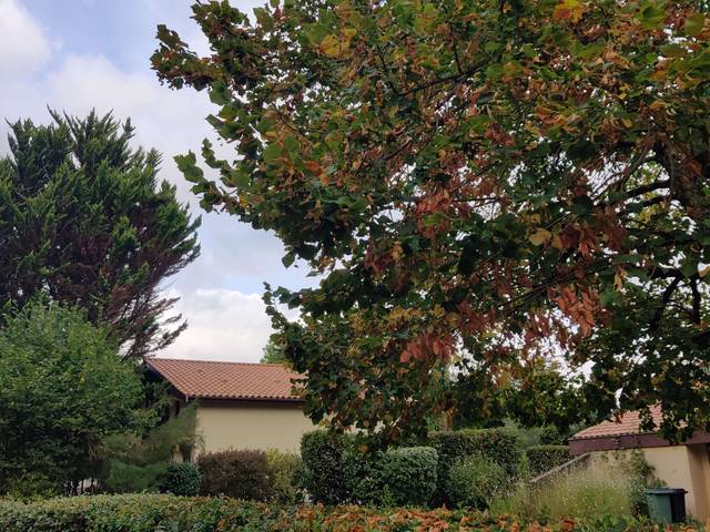 Feuillage partiellement sec en été