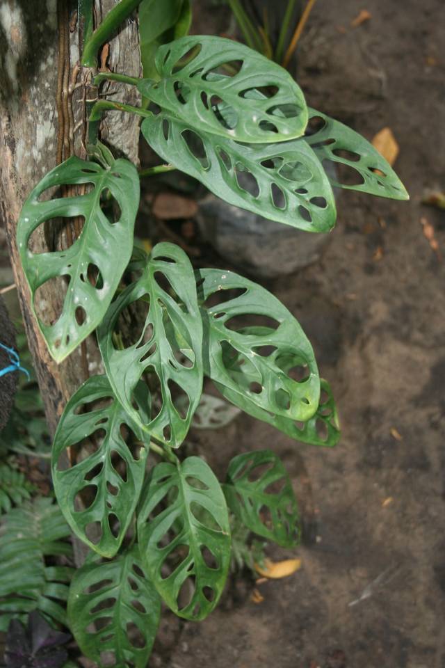 Monstera adansonii, une plante épiphyte