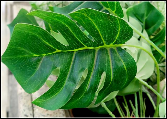 Monstera adansonii : feuille