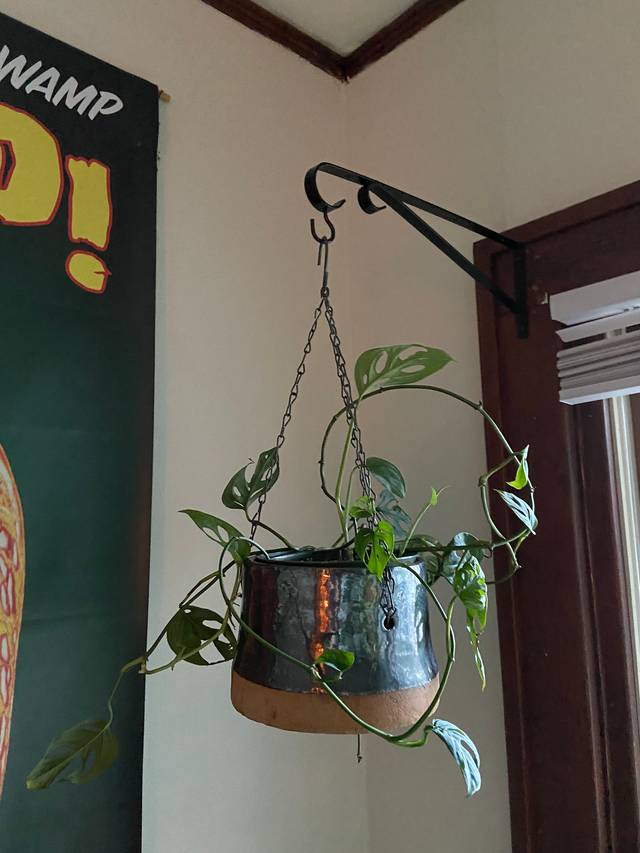 Monstera adansonii cultivé en suspension