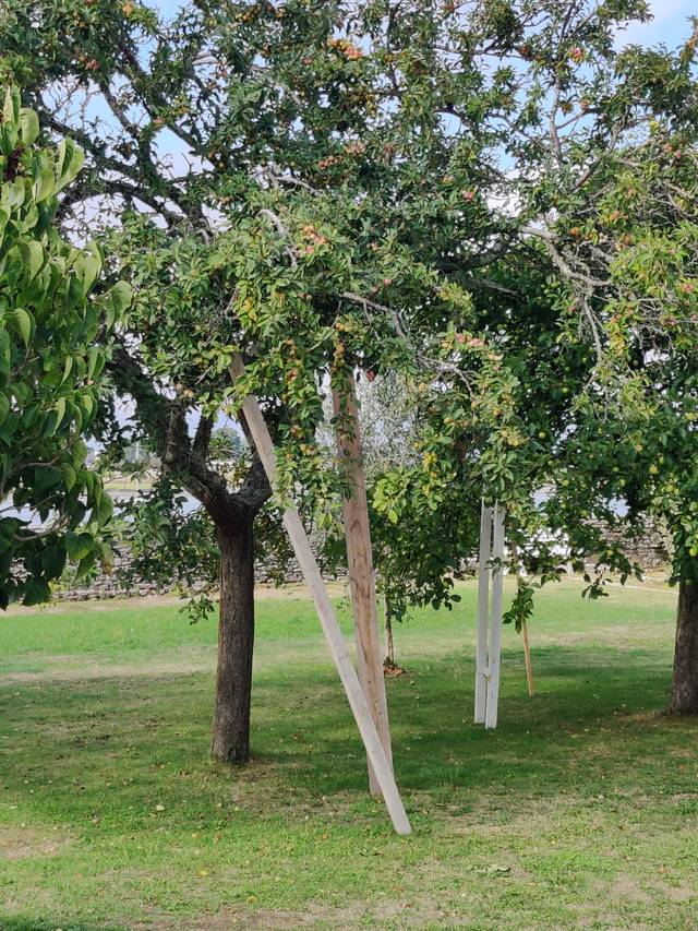 Tuteurage d'arbres fruitiers lourdement chargés au verger