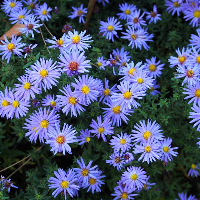 Aster nain d'automne 'Lady in Blue' (Agnieszka Kwiecie?, Nova / wikimedia.org)