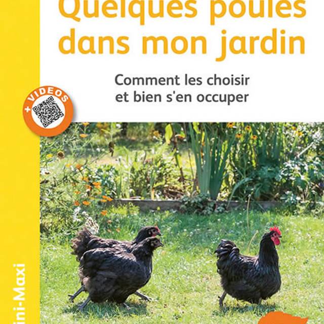 Quelques poules dans mon jardin