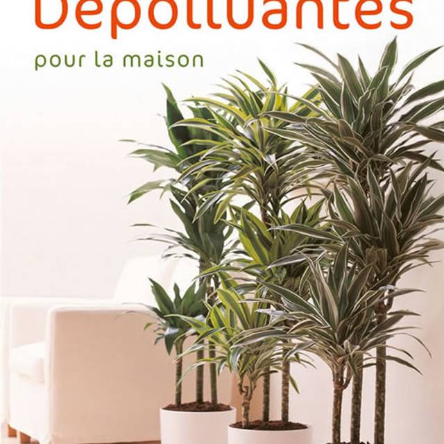 Plantes dépolluantes