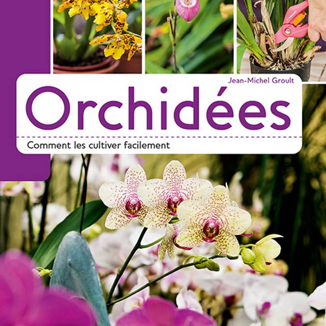 Orchidées