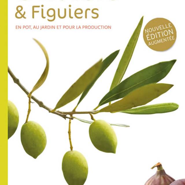 Oliviers et figuiers