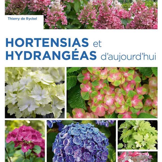 Hortensias et hydrangéas d'aujourd'hui