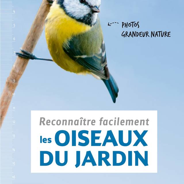 Reconnaître facilement les oiseaux du jardin