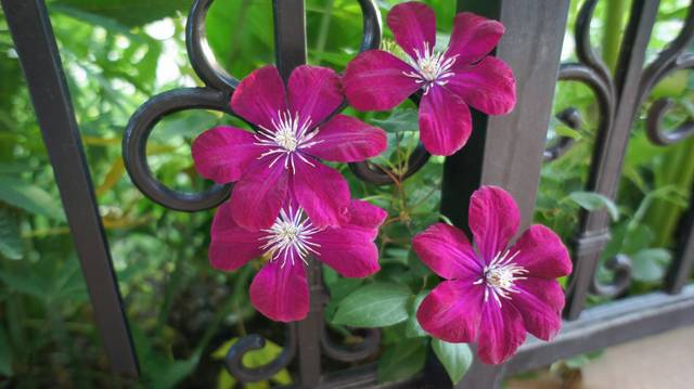 Clématite viticella Carmencita