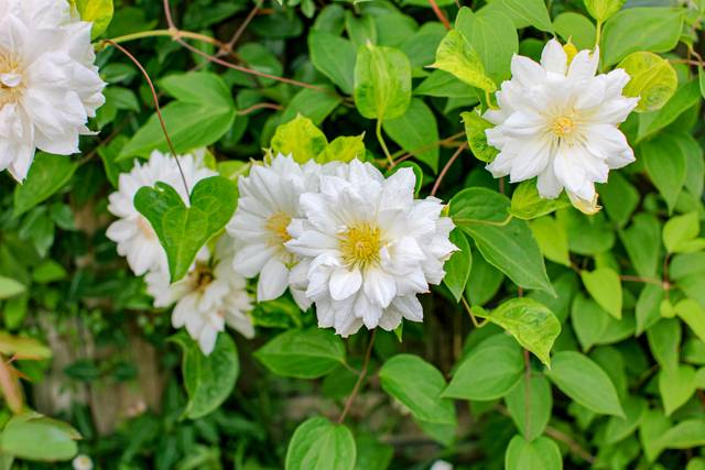 Clematis viticella / Maria Cornelia