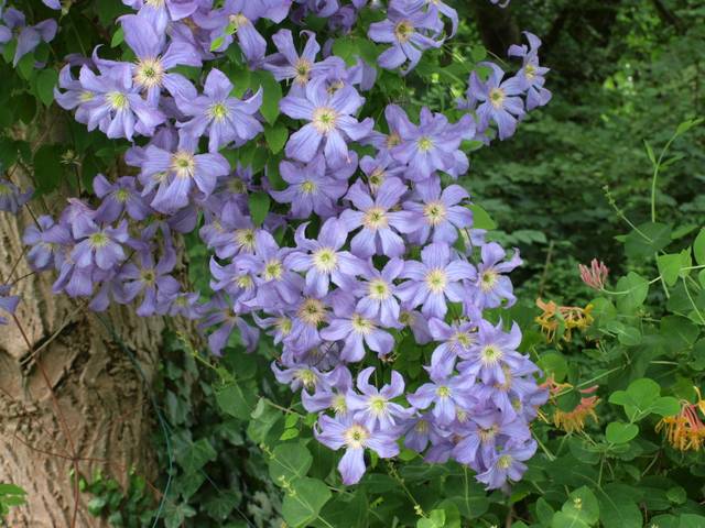 Clematis viticella 