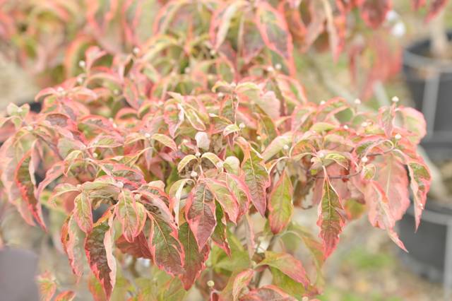 Cornus florida 'Cherokee Daybreak'