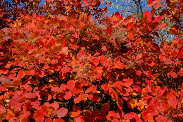Cotinus : feuillage d'automne