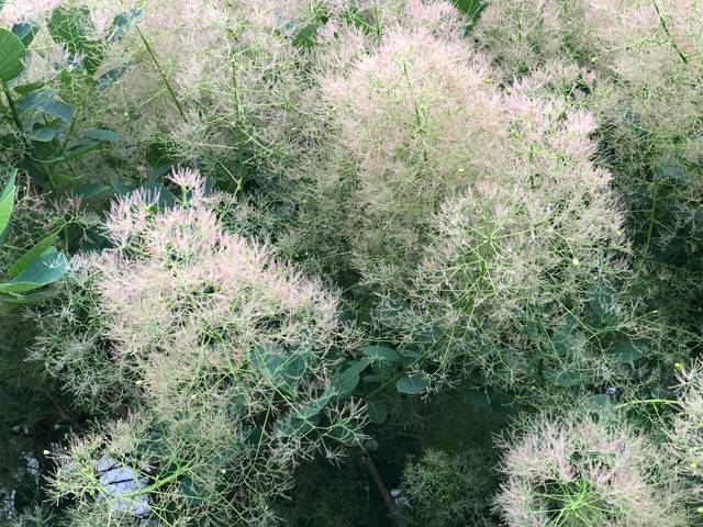 Cotinus obovatus (floraison)