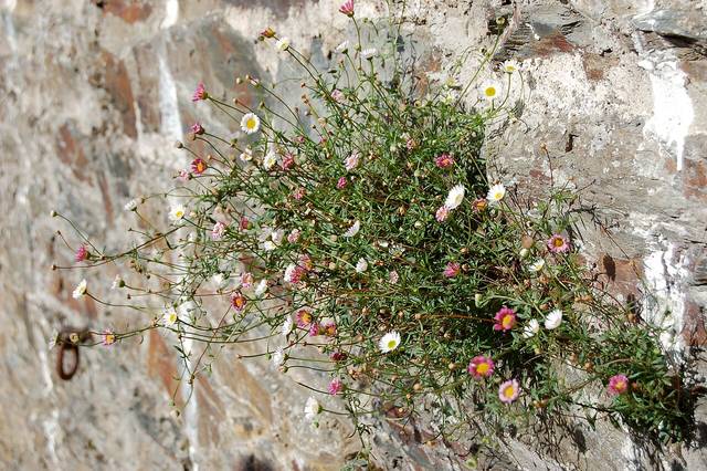 Erigeron karvinskianus fleuri dans un mur