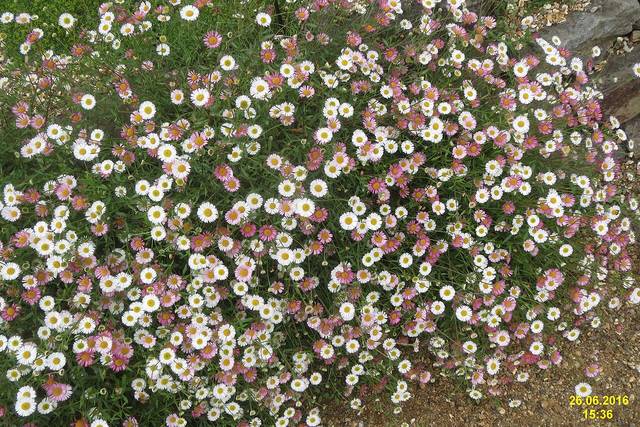 Erigeron karvinskianus en bordure de rocaille