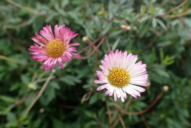 Erigeron karvinskianus : fleurs