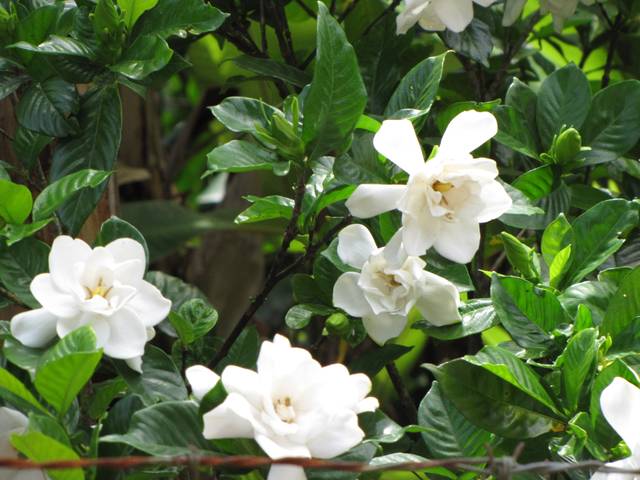 Gardenia augusta