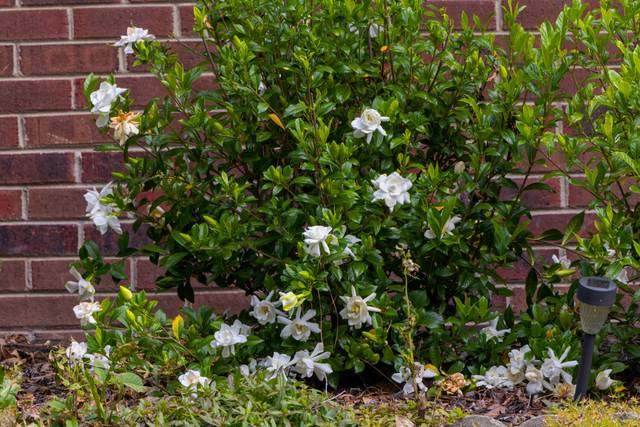 Gardenia jasminoides, en buisson, contre un mur