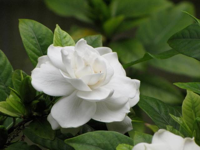 Gardenia à fleurs doubles