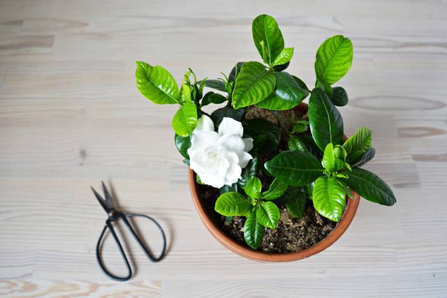 Jeune gardenia en pot et ciseaux pour la taille