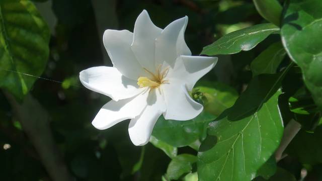Gardenia thunbergia