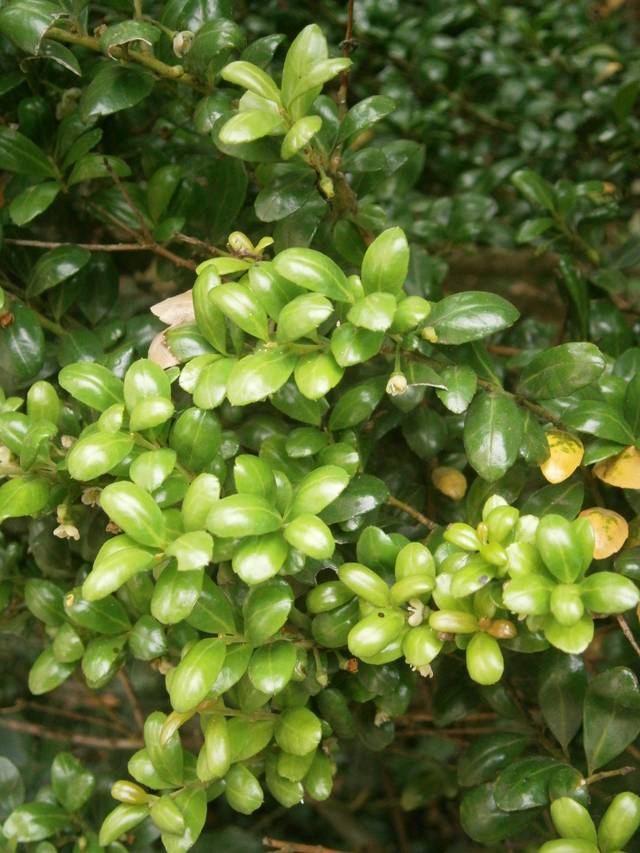 Ilex crenata 'Convexa'