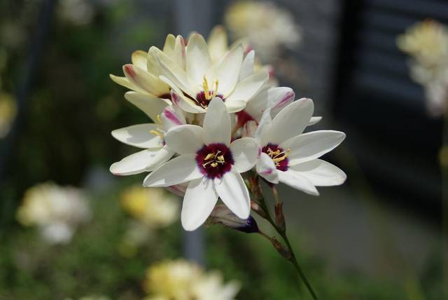 Ixia blanc à coeur pourpre