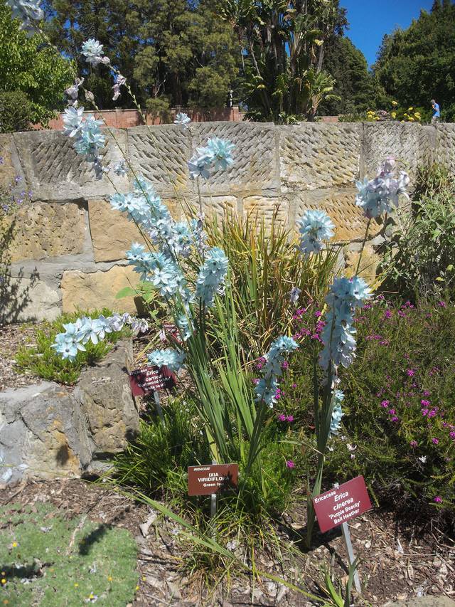 Ixia viridiflora
