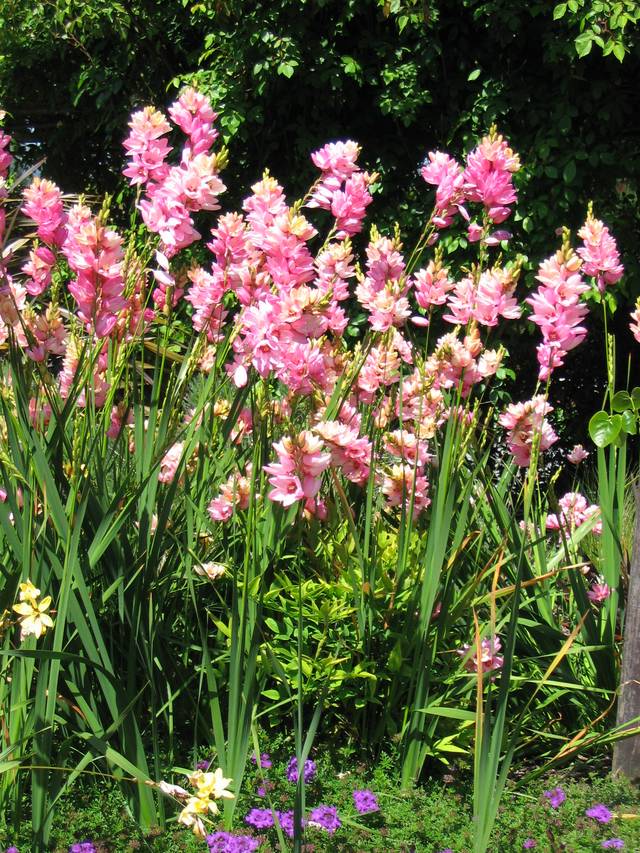 Ixia en fleurs