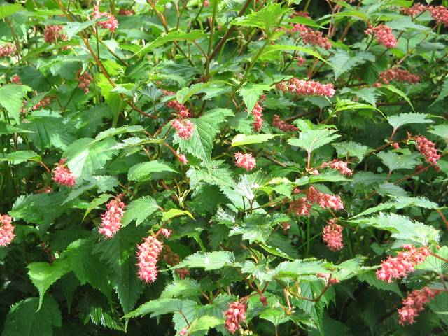 Neillia thibetica en fleurs