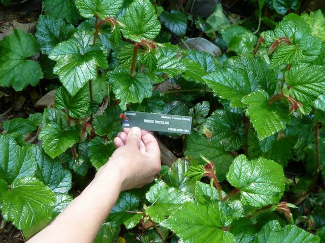 Rubus tricolor