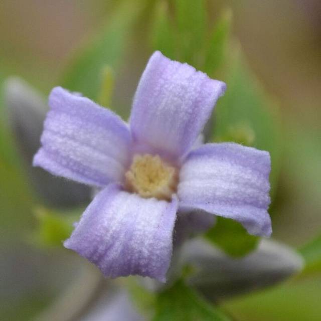 Clématite heracleifolia Côte d'Azur (D.R. / ©Pépinières Travers)