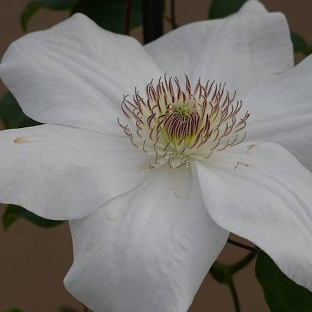 Clématite Juliane™ 'Evipo049' (D.R Travers)