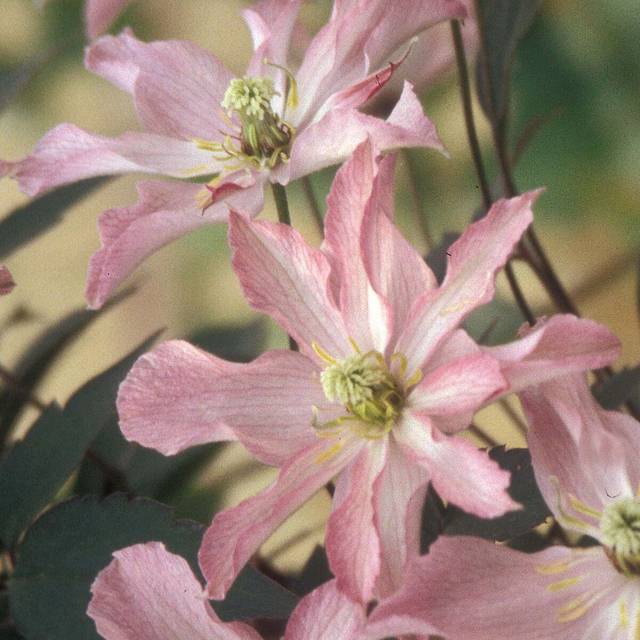 Clématite montana Rosebud® 'Robud' (D.R Travers)