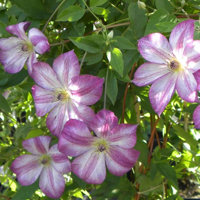 Clématite viticella Pernille® 'ZO09113' (D.R Travers)