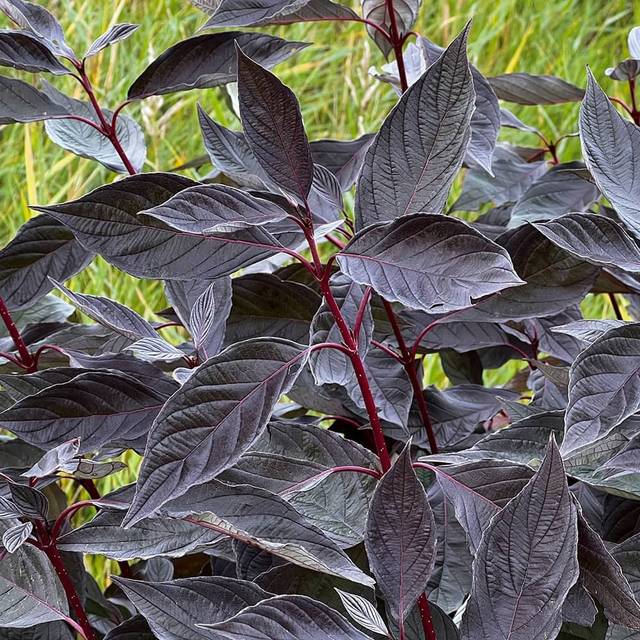 Cornouiller blanc Nightfall 'Verpaalen3' (Cornus alba) (Sapho)