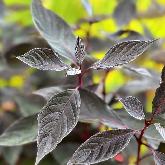 Cornouiller blanc Nightfall 'Verpaalen3' (Cornus alba) (Sapho)