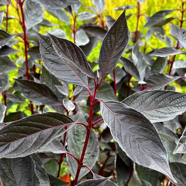 Cornouiller blanc Nightfall 'Verpaalen3' (Cornus alba) (Sapho)